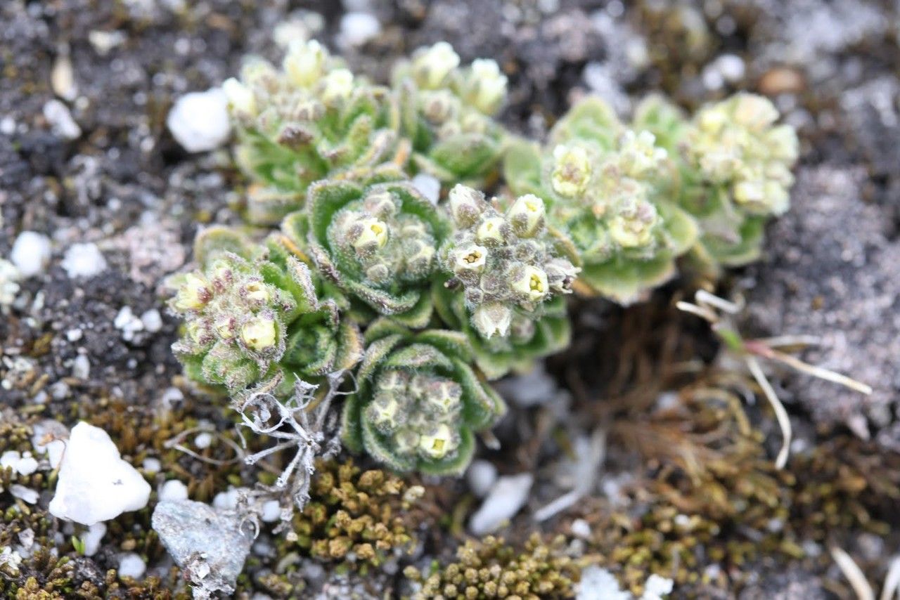 Draba discoidea — houseplant care guide
