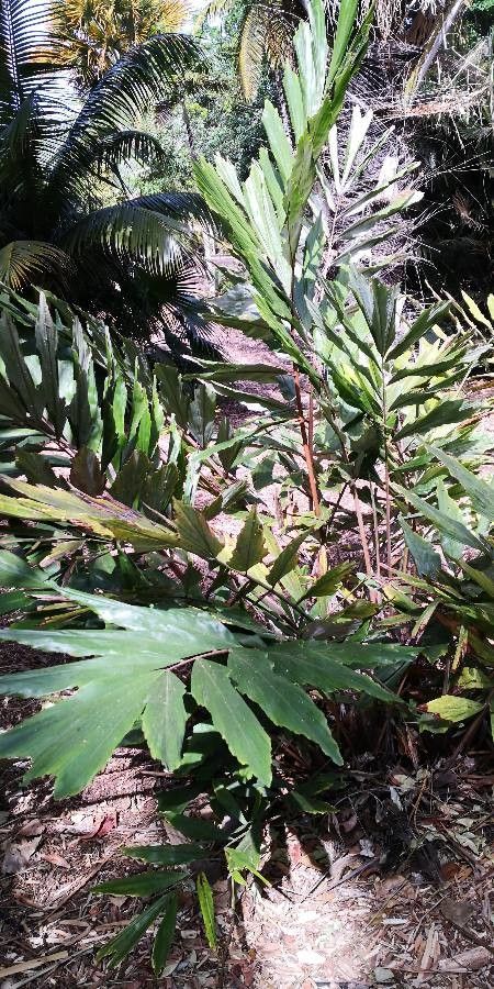 Wallichia oblongifolia habit