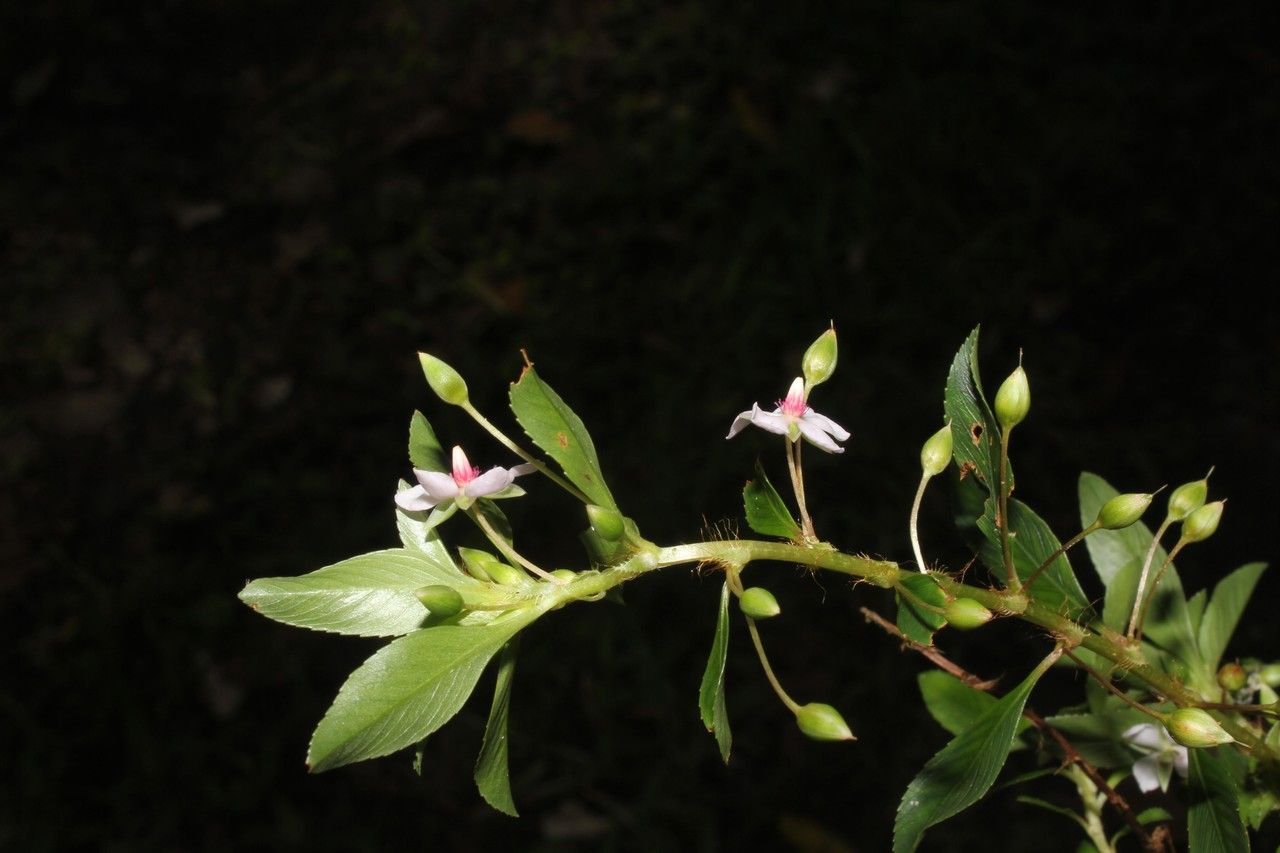 Zapoteca tetragona other