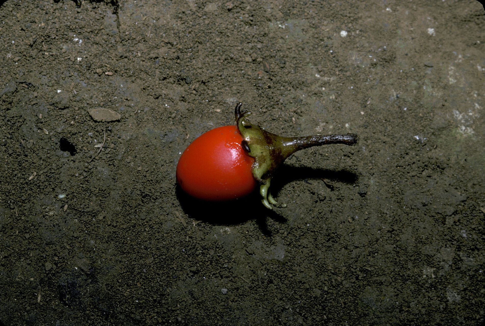 Lycianthes pauciflora — search result for 'Lycianthes'