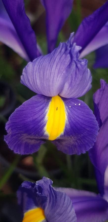 Iris tridentata — search result for 'Iris'