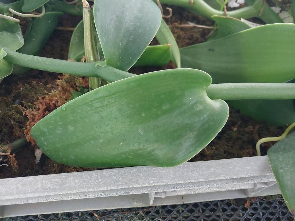 Brassavola flagellaris — related species from the same genus