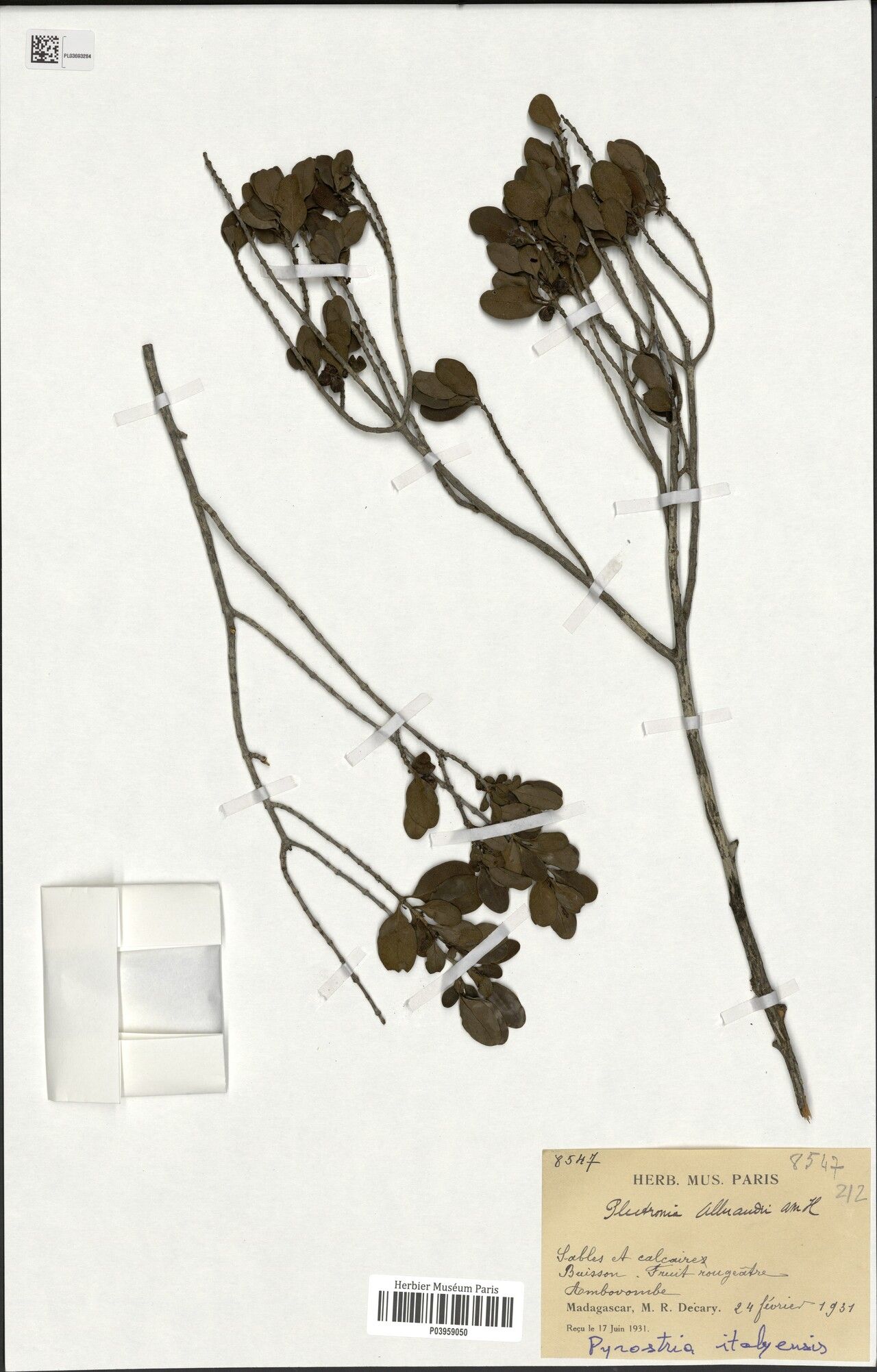 Pyrostria alluaudii — related species from the same genus