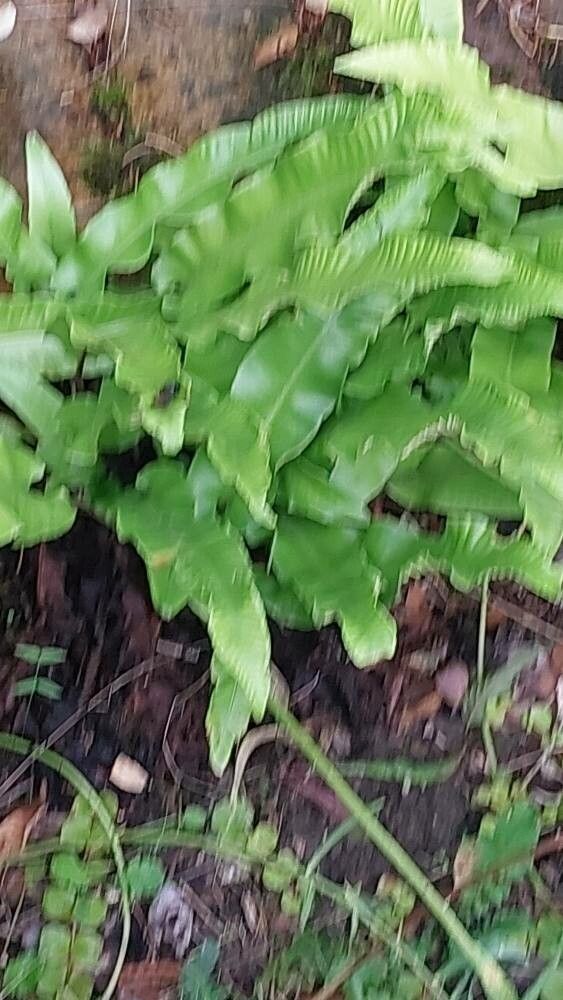 Odontarrhena muralis — houseplant care guide