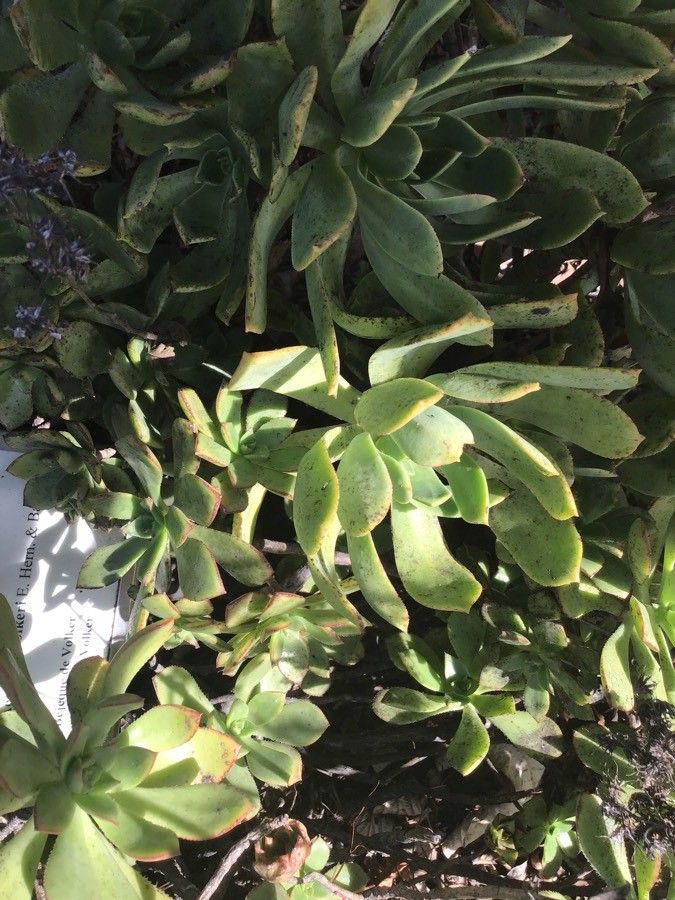 Aeonium volkeri leaf