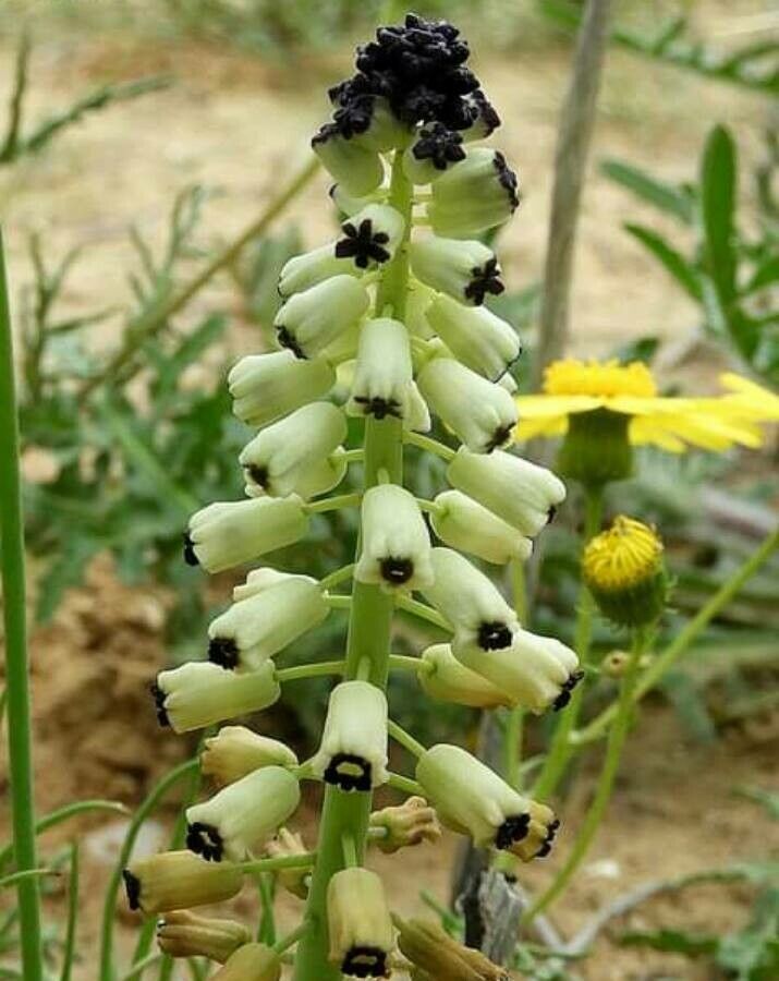 Muscari eburneum — search result for 'Muscari'