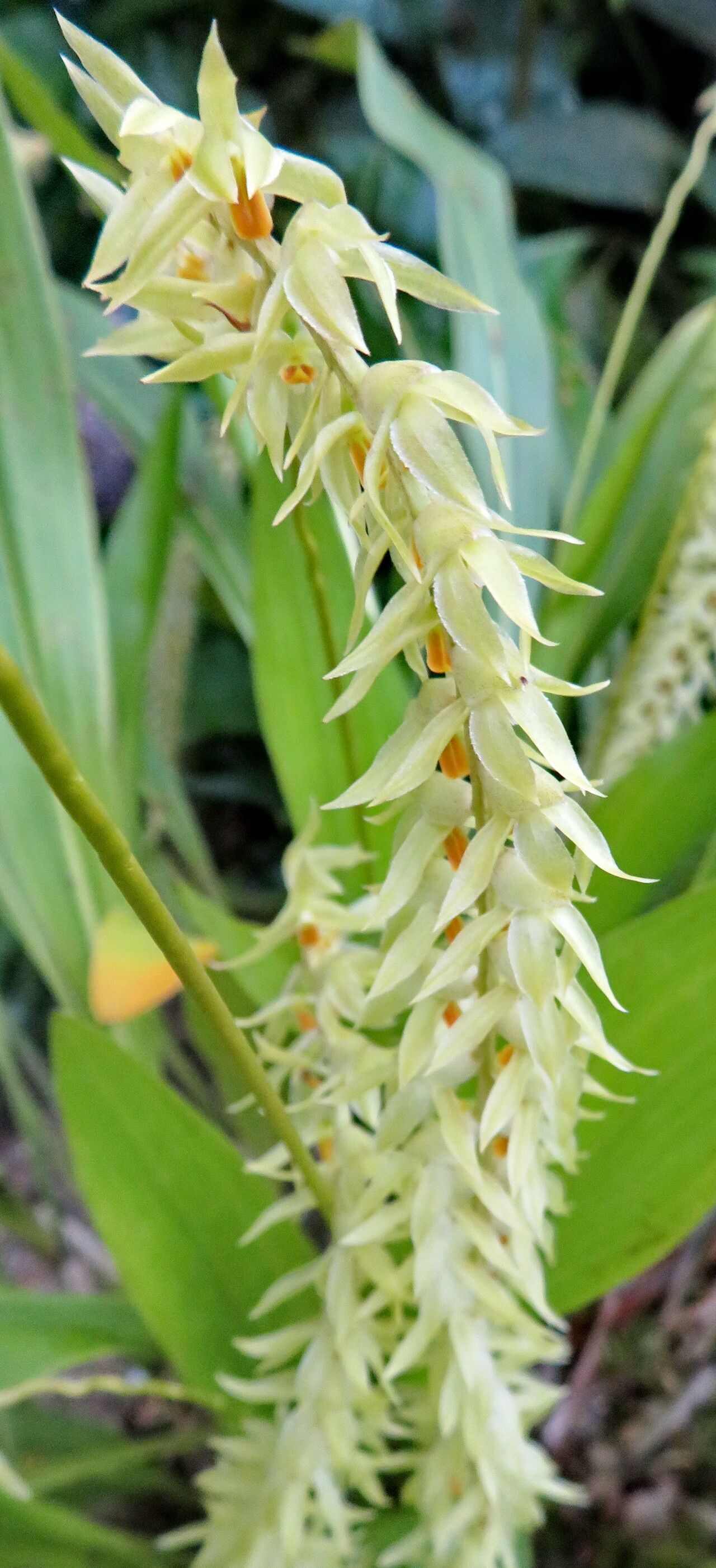 Coelogyne bracteosa — houseplant care guide