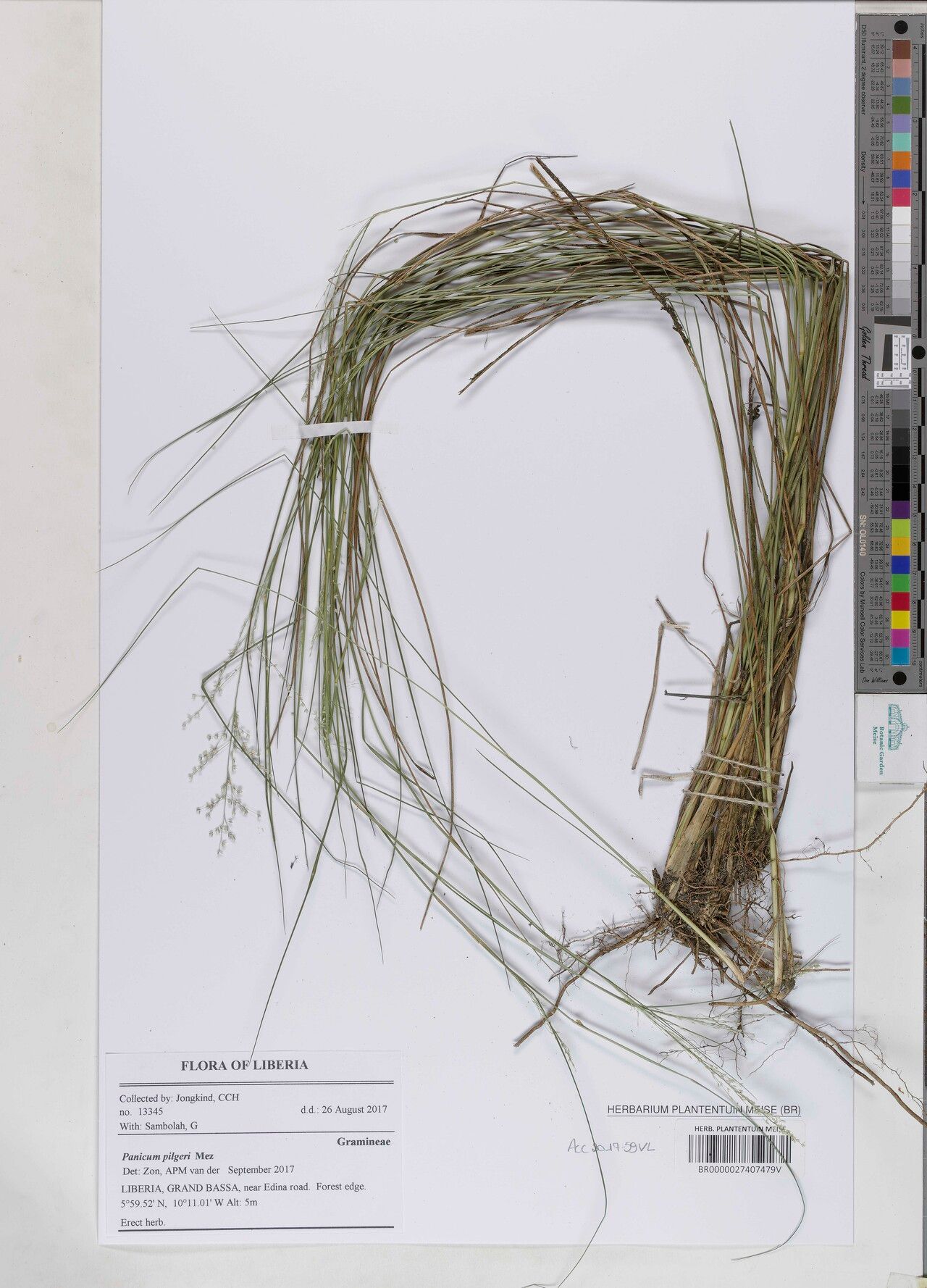 Panicum pilgeri — houseplant care guide