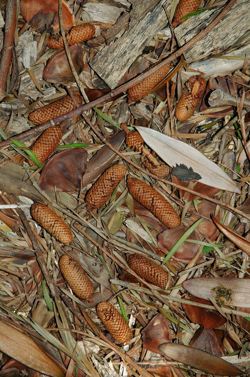 Agathis macrophylla flower