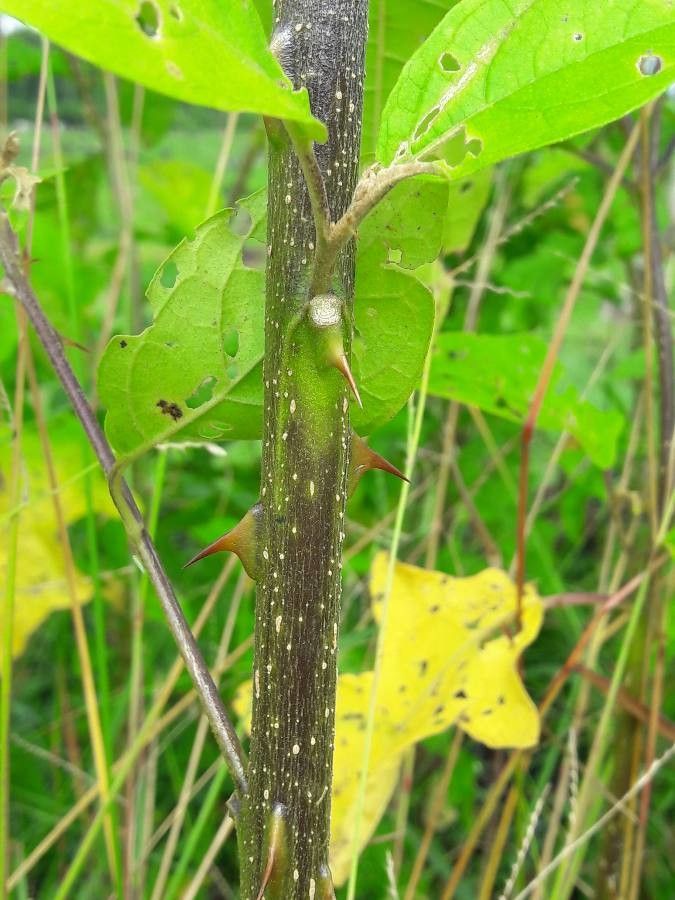 Solanum subinerme bark