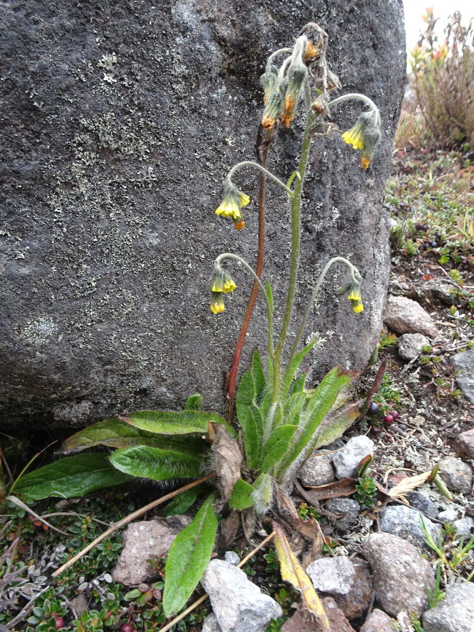 Hieracium avilae habit