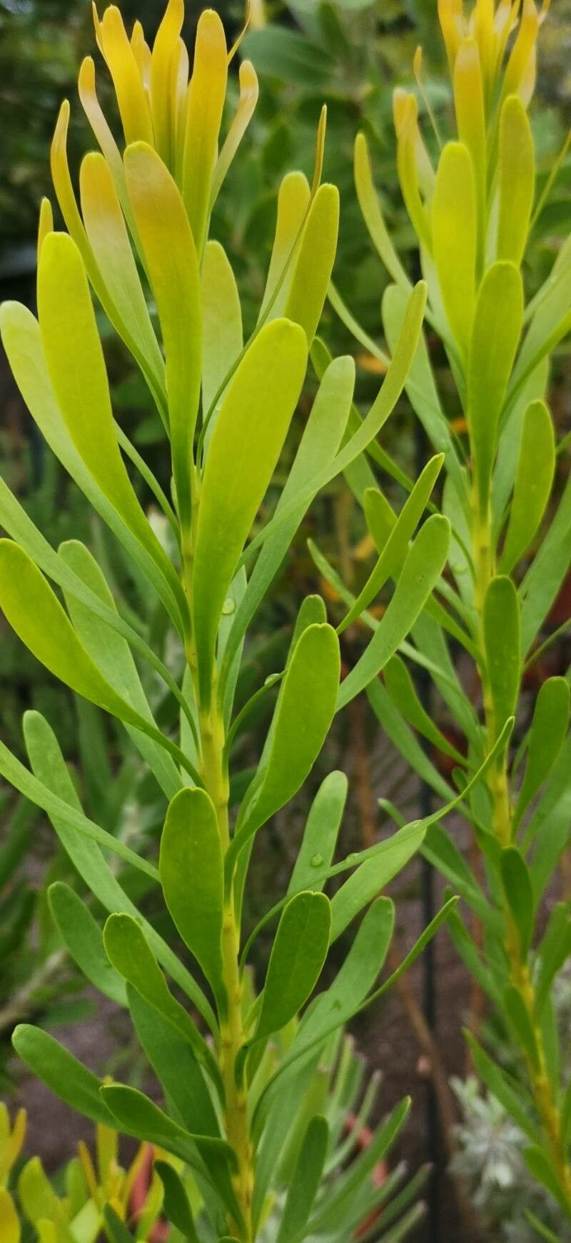 Aulax umbellata — houseplant care guide