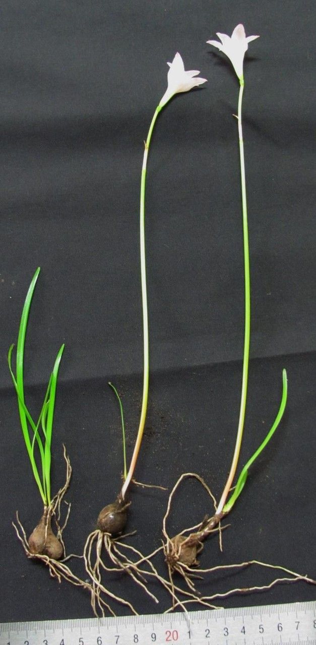 Zephyranthes Lindleyana other