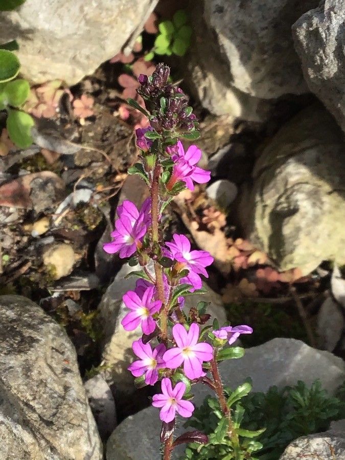 Erinus alpinus flower