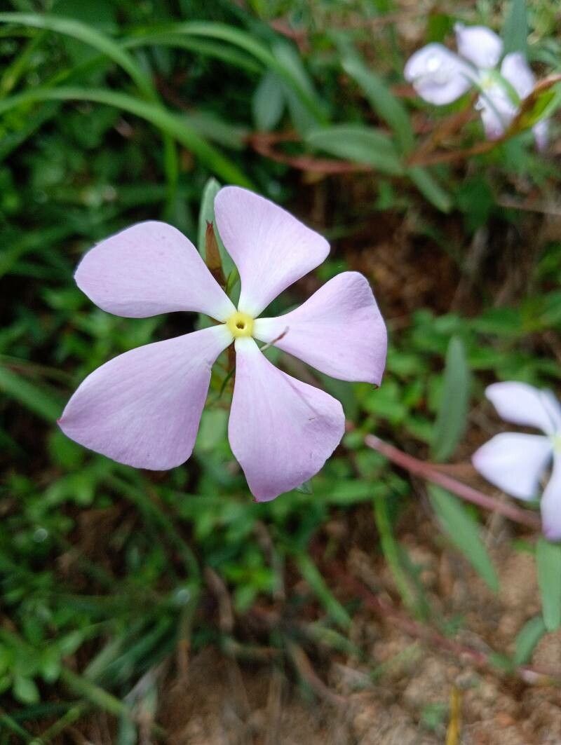 Catharanthus lanceus flower
