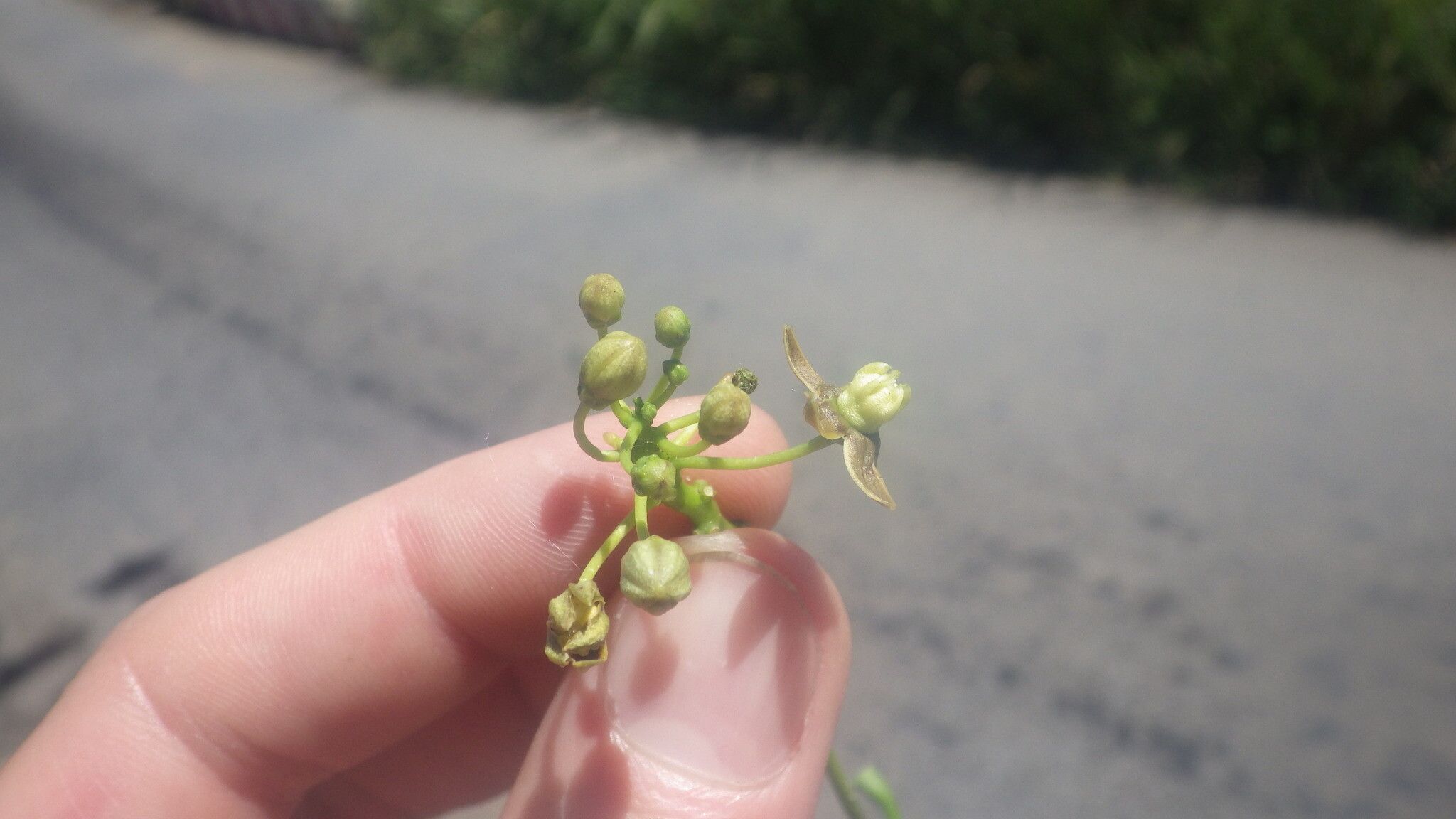 Cynanchum eurychitoides — search result for 'Cynanchum'