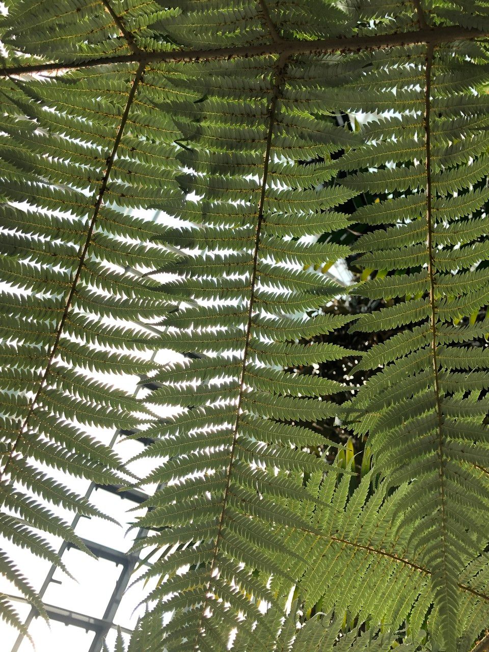 Alsophila dealbata habit