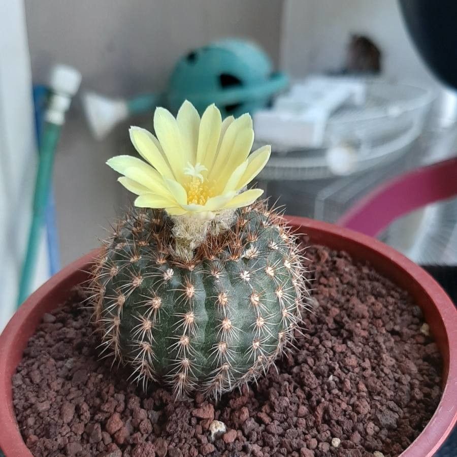 Frailea pumila flower