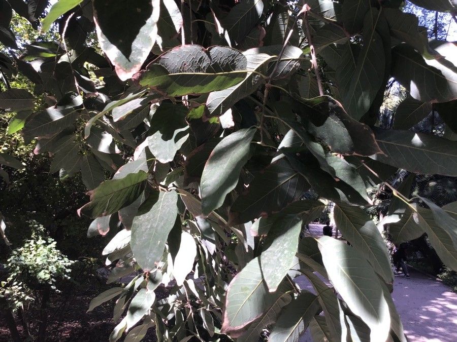 Quercus polymorpha — search result for 'Quercus'