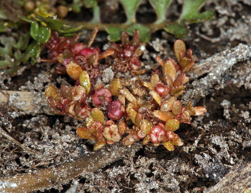 Elatine rubella habit