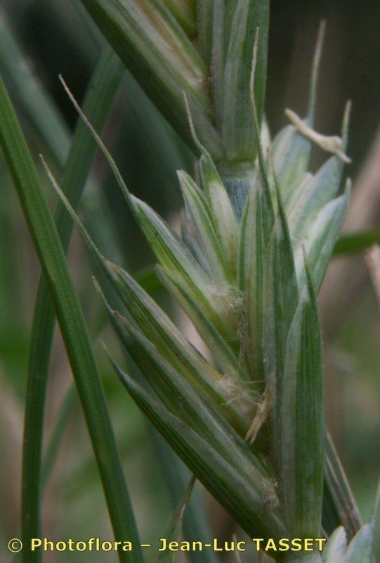 × Thinoelymus mucronatus — houseplant care guide