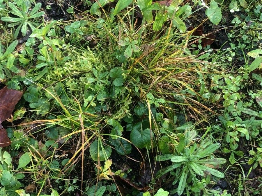 Deschampsia cespitosa leaf