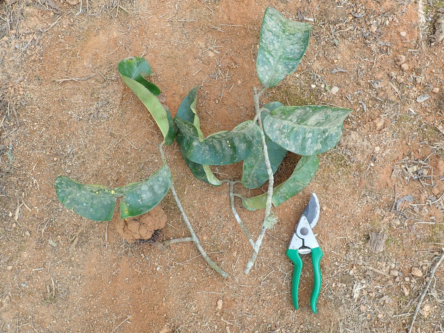 Pentadesma grandifolia habit