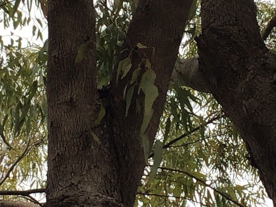 Eucalyptus gomphocephala — search result for 'Eucalyptus'