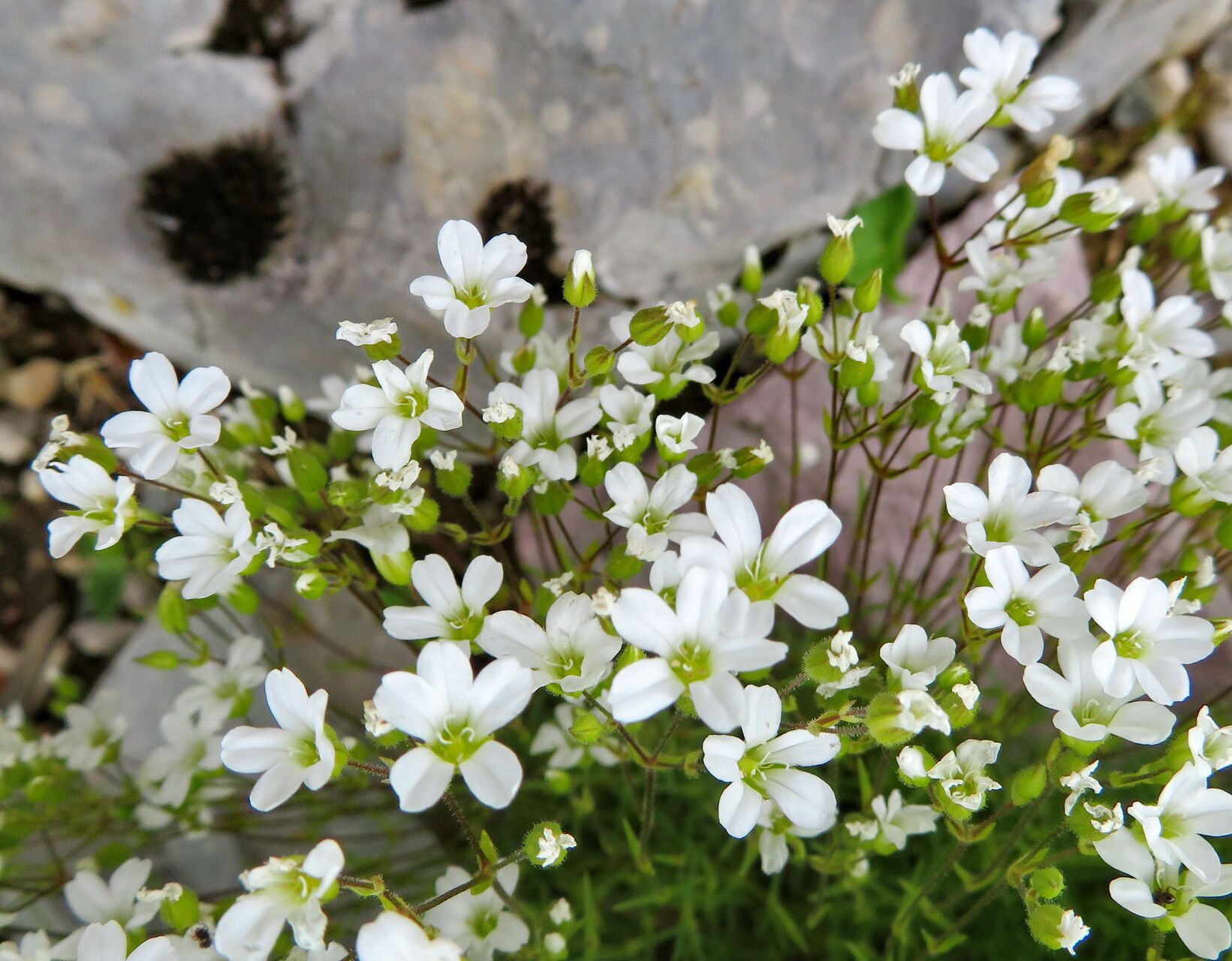 Minuartia juniperina flower