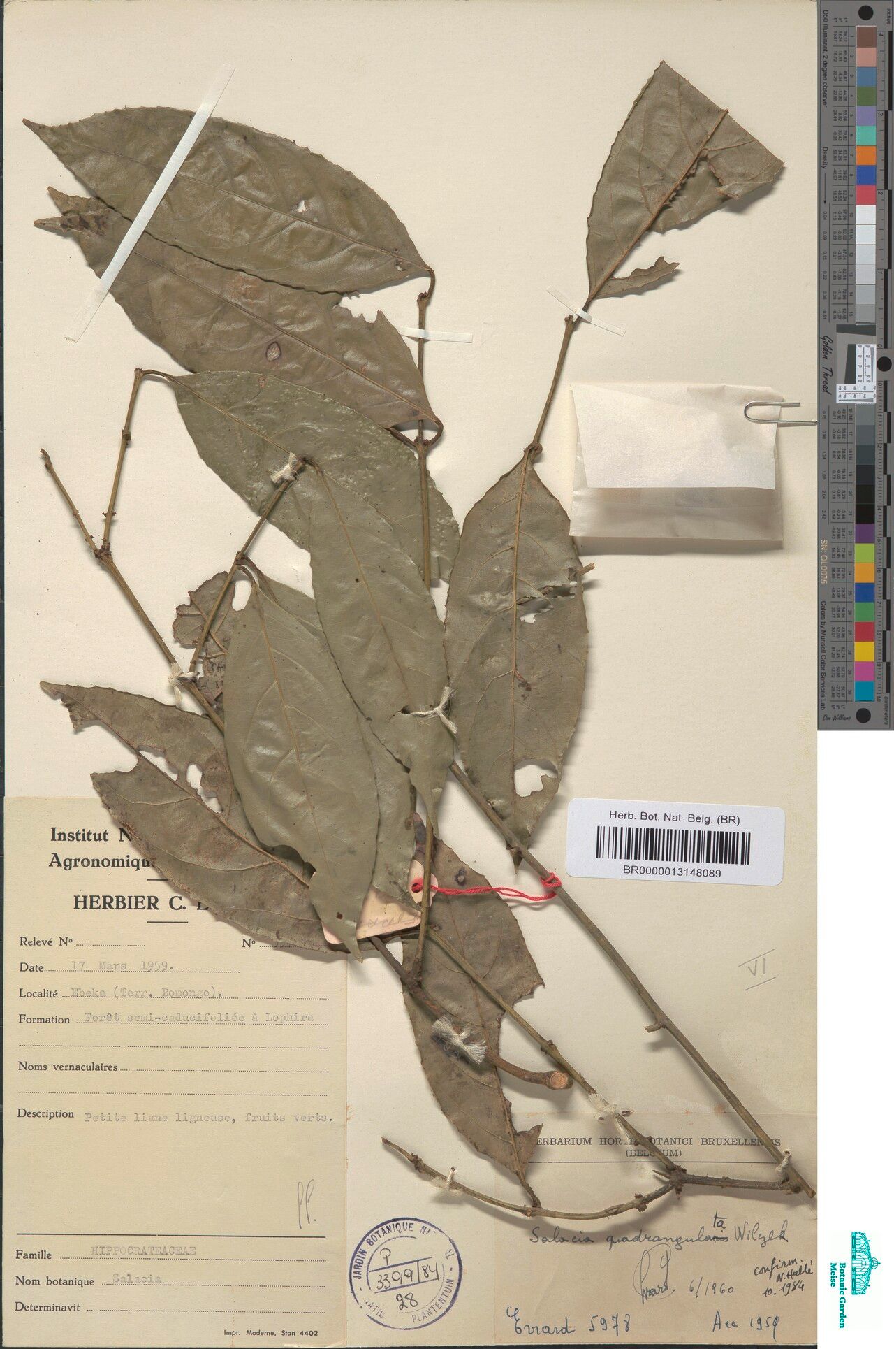 Salacia quadrangulata — houseplant care guide