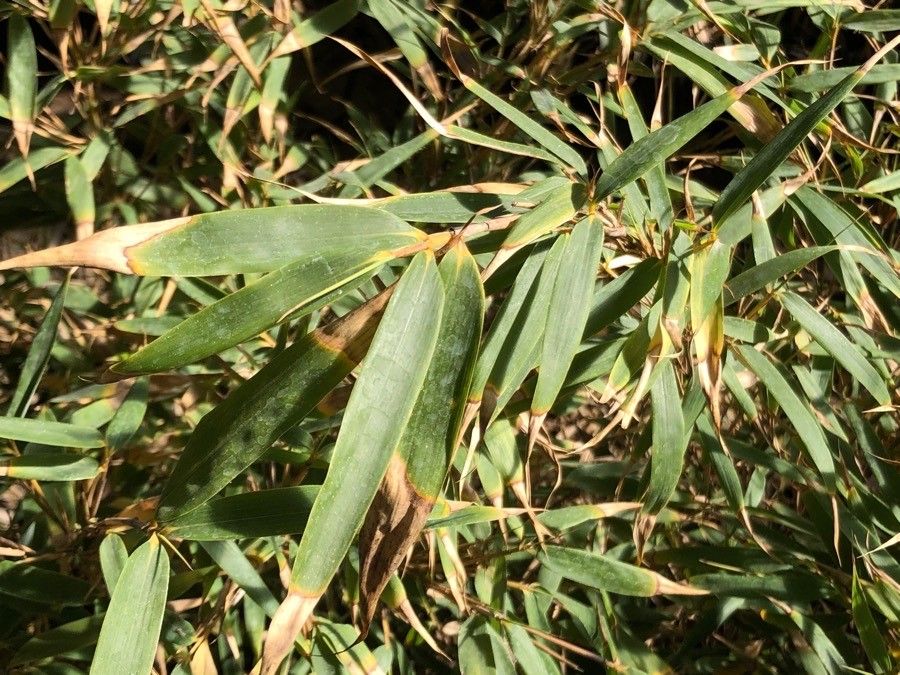 Fargesia rufa — search result for 'Bamboo'