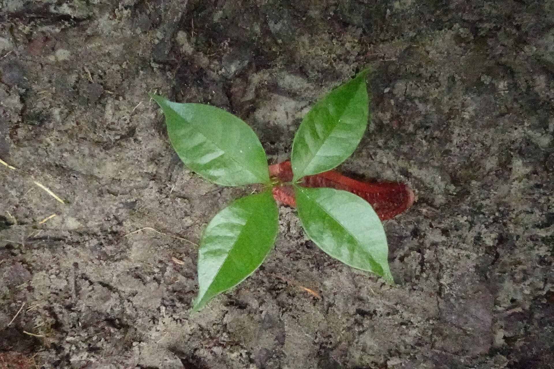 Newtonia duparquetiana leaf