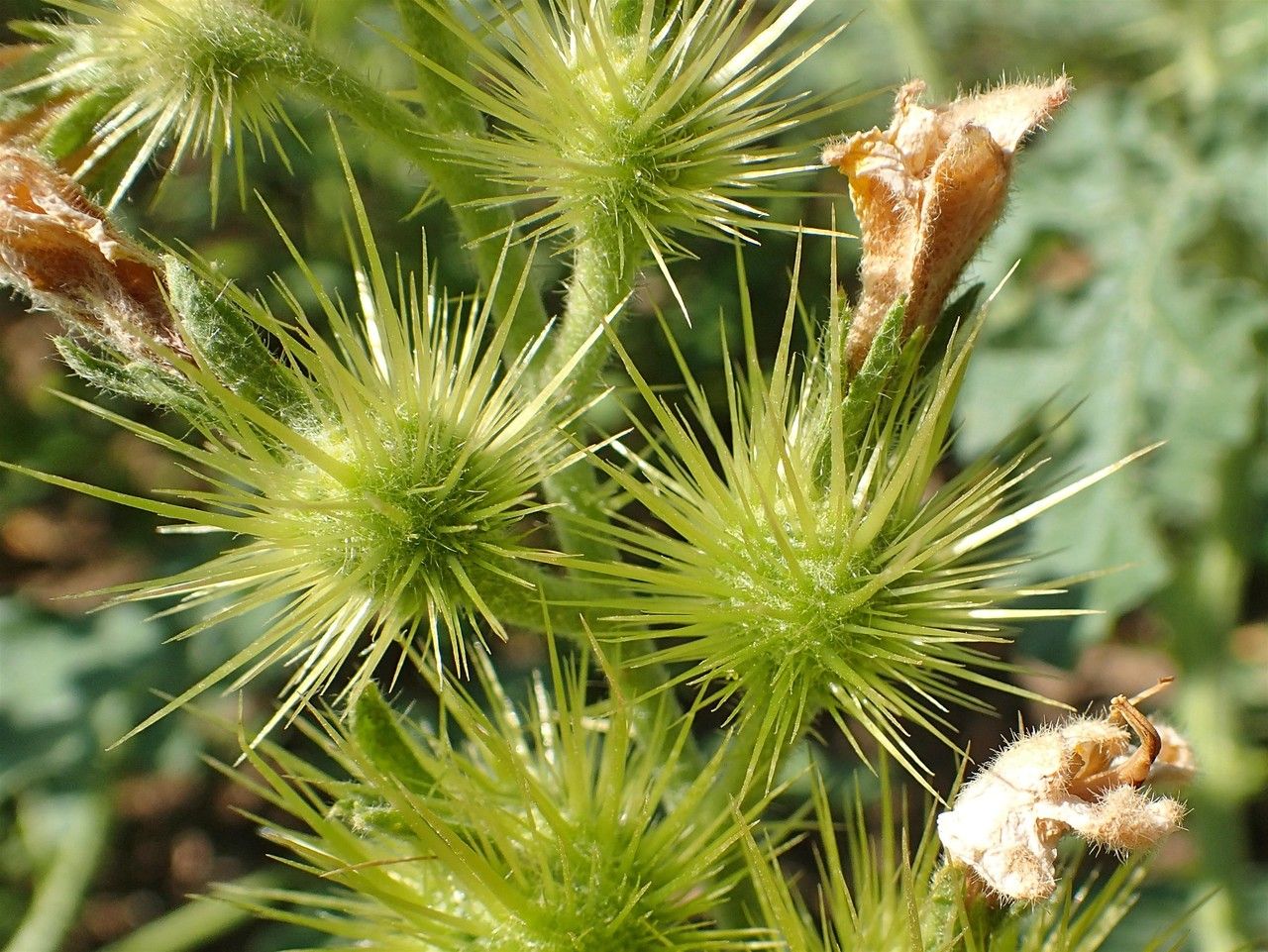 Solanum rostratum fruit