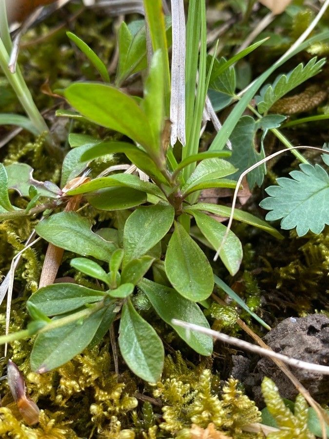 Polygala amarella — search result for 'Polygala'