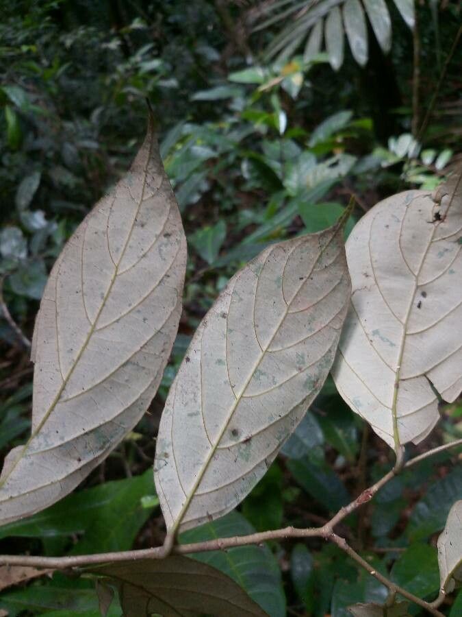Licania membranacea leaf