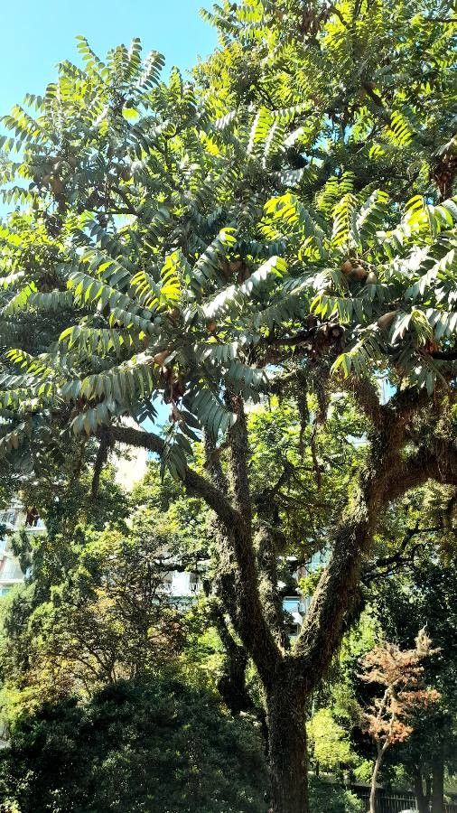 Cedrela fissilis leaf