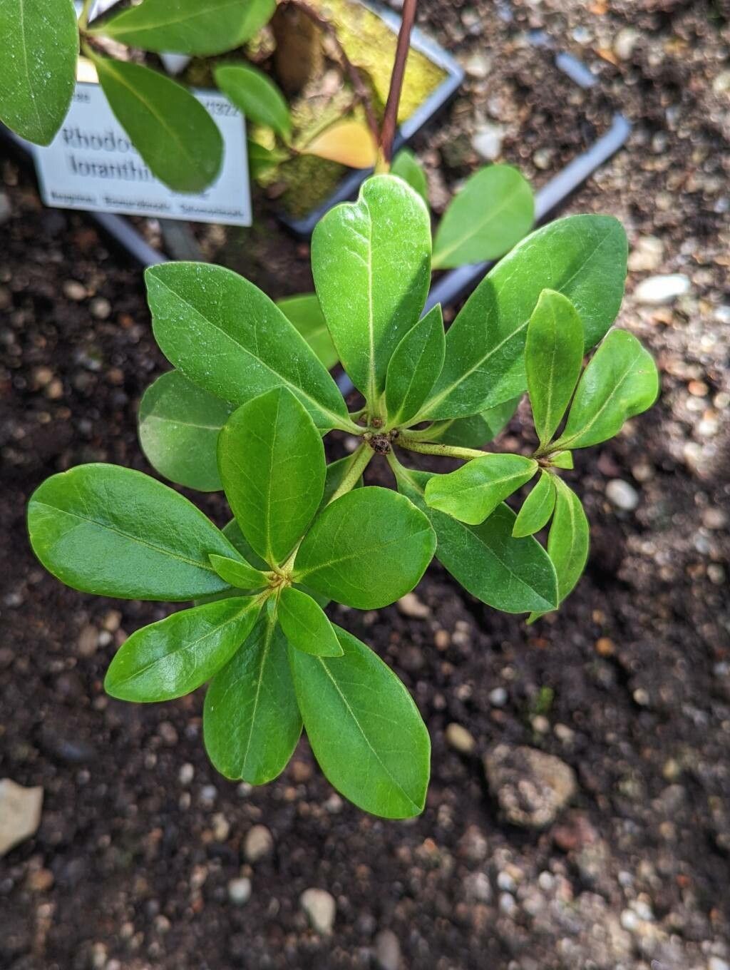 Rhododendron loranthiflorum — houseplant care guide