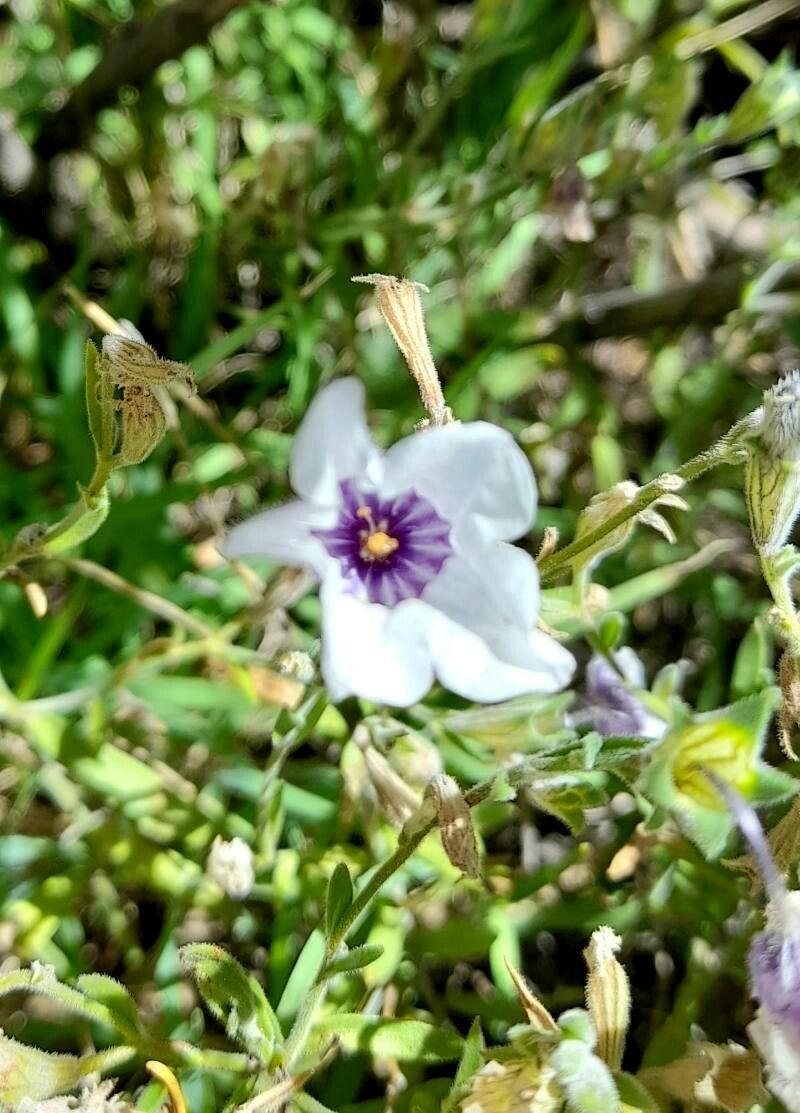Nierembergia browallioides flower