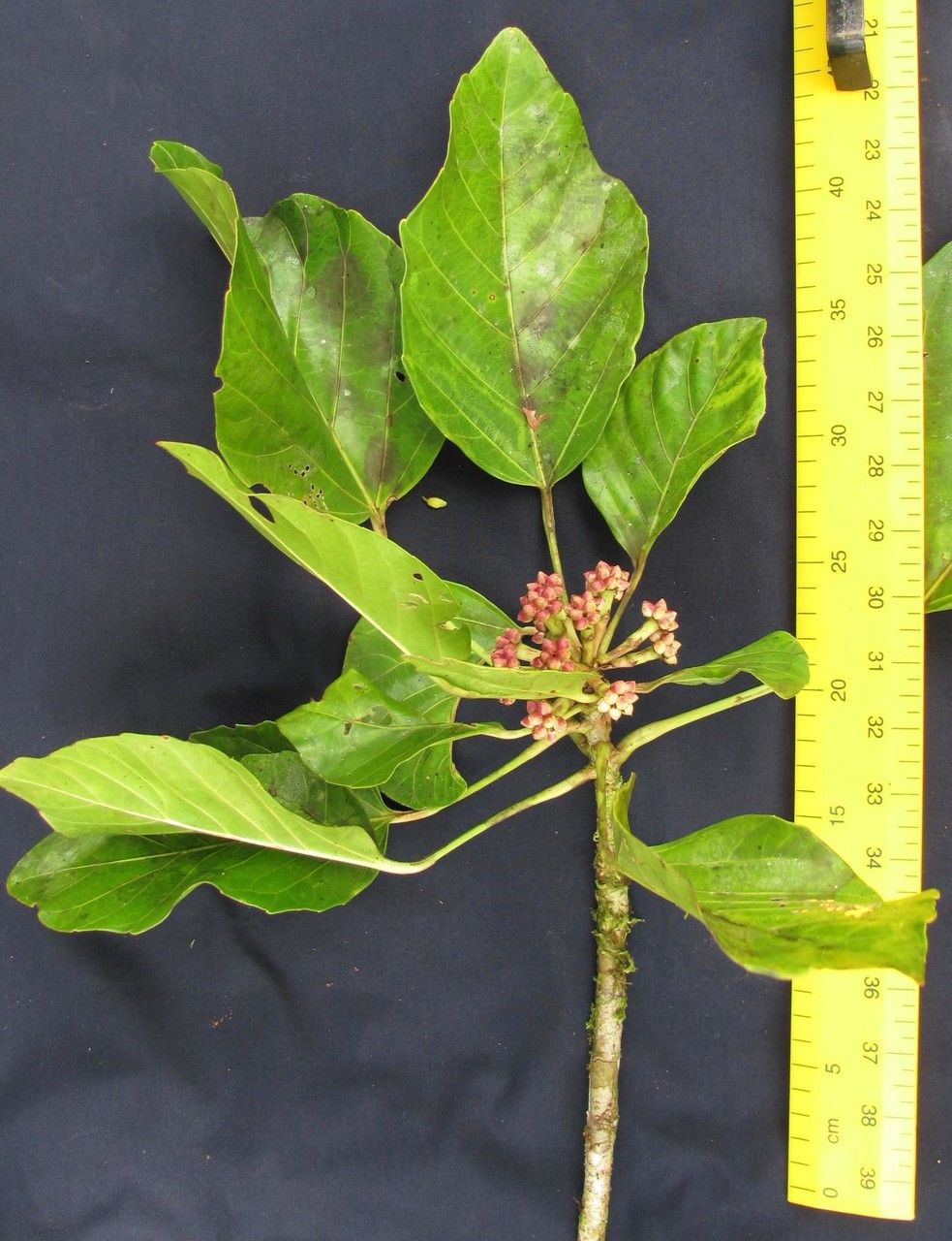 Dendropanax sessiliflorus other