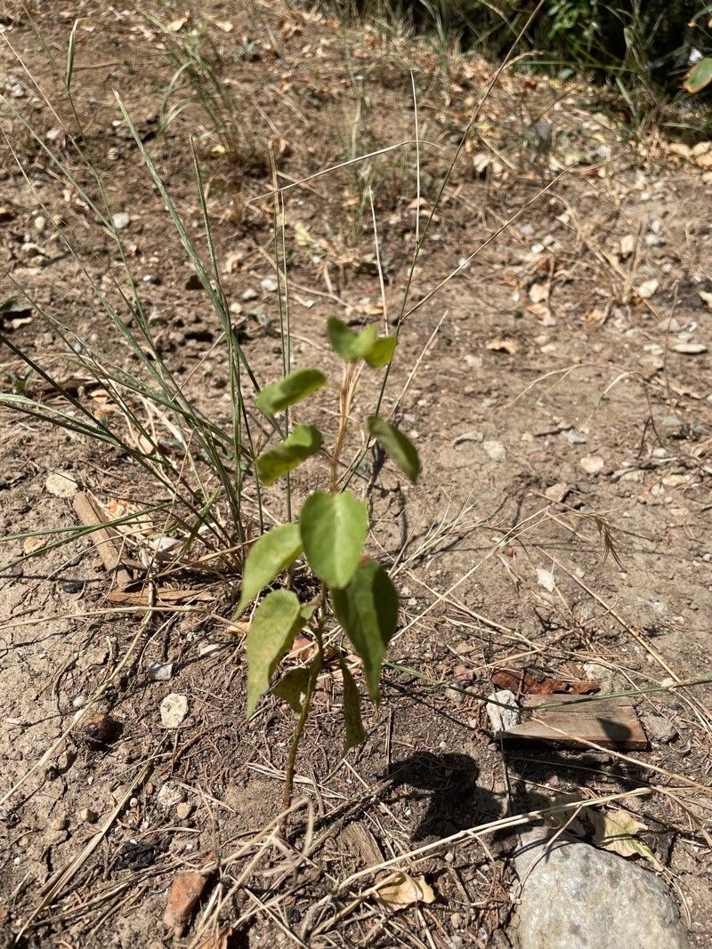 Croton ciliatoglandulifer — search result for 'Venezuela'