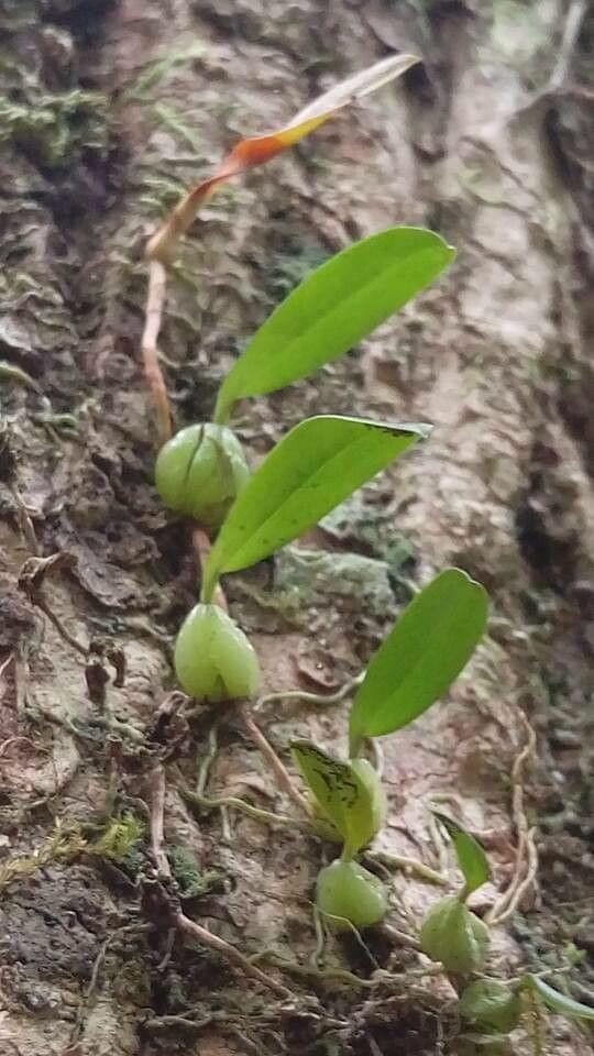 Bulbophyllum nutans — search result for 'Orchidaceae'