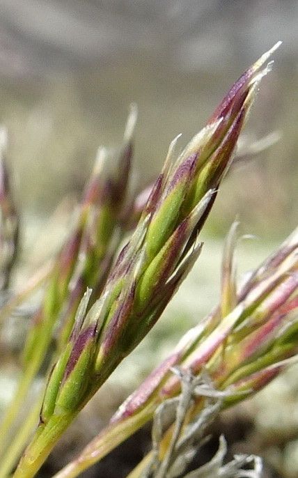 Calamagrostis minima flower