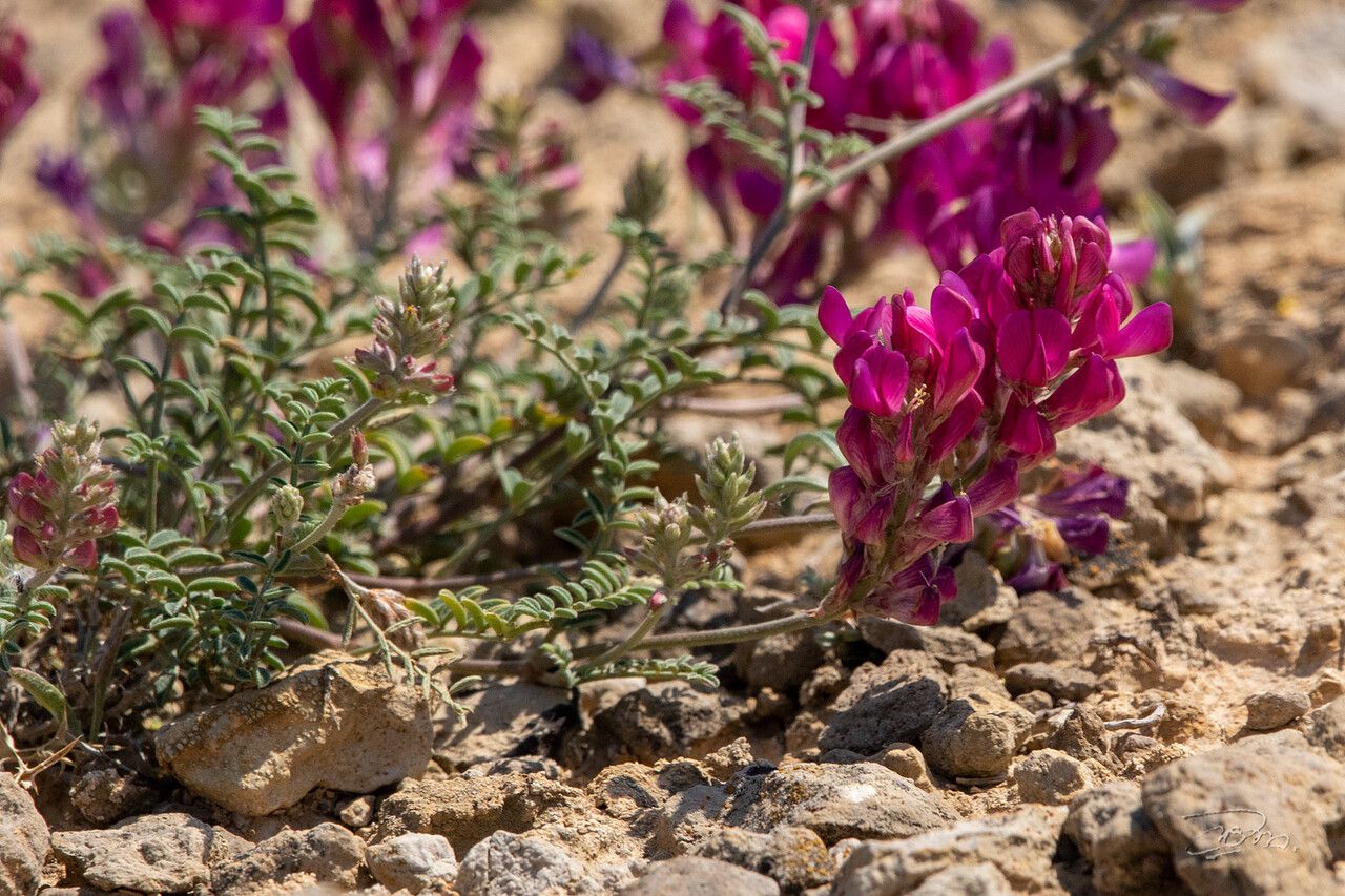 Hedysarum naudinianum flower