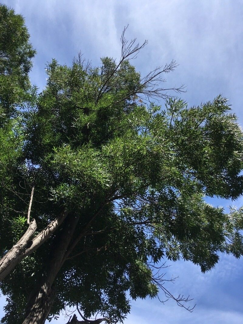 Loxostylis alata leaf