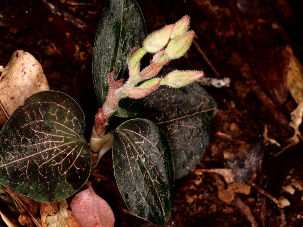 Anoectochilus subregularis flower