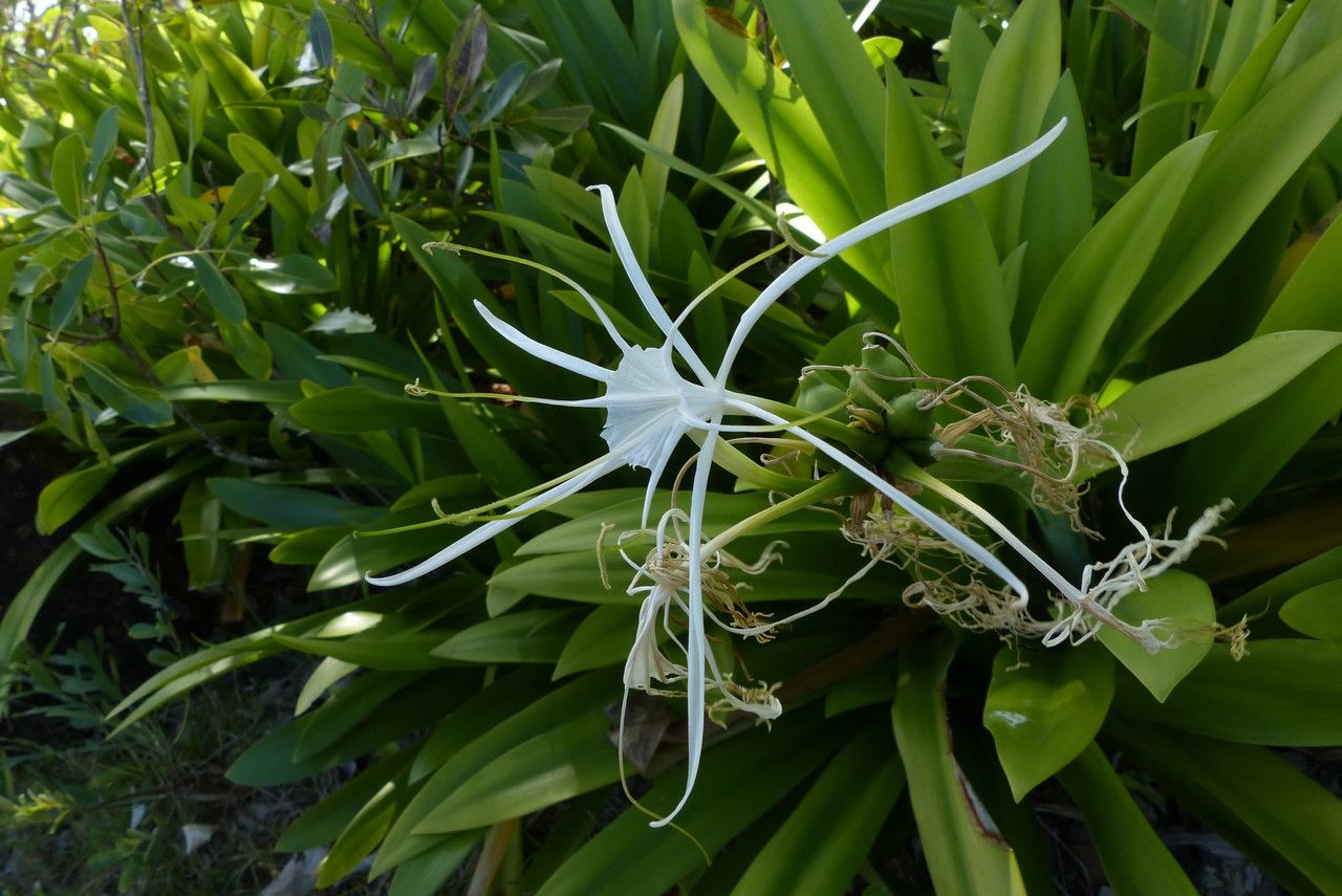 Hymenocallis caribaea fruit