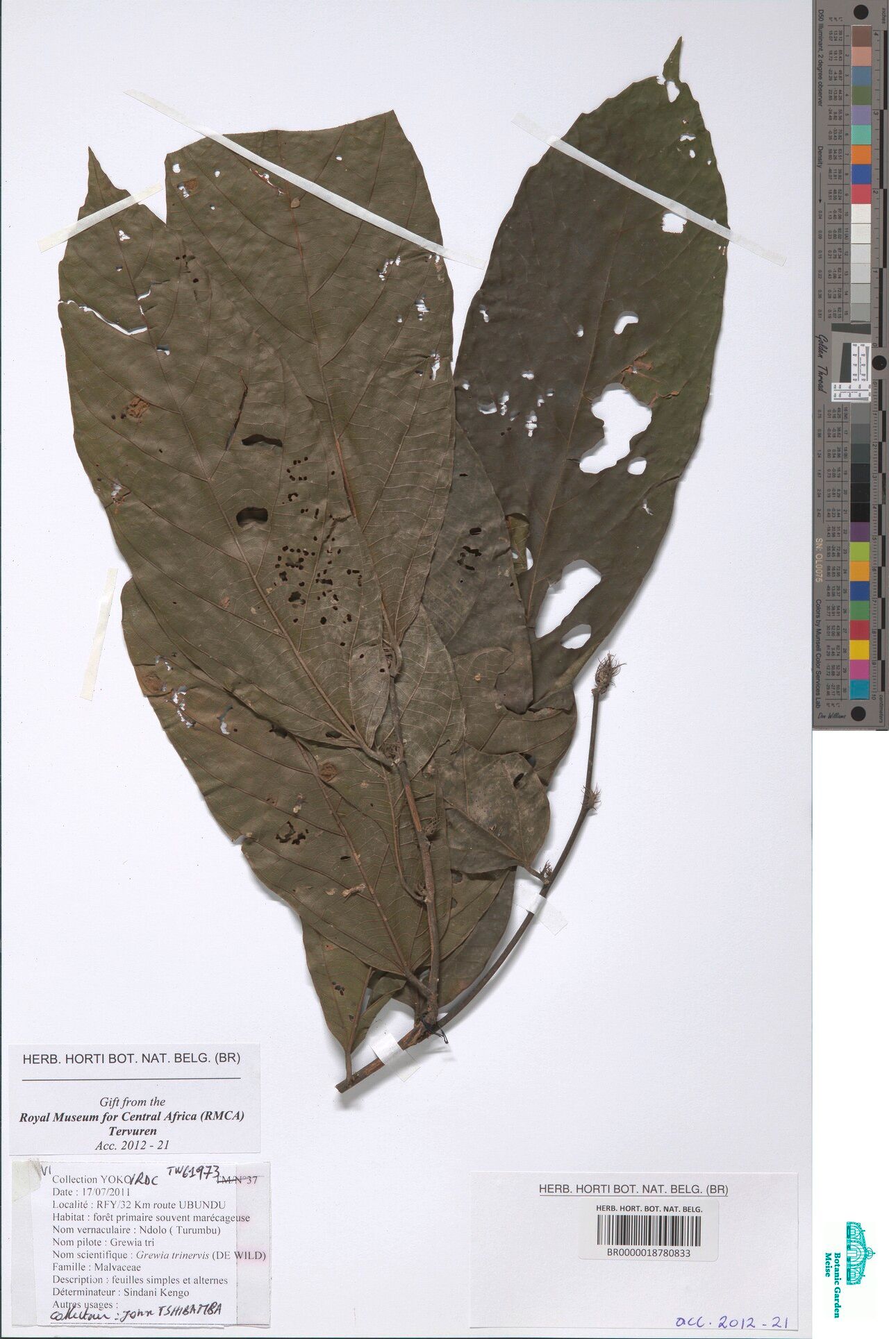 Grewia trinervia — houseplant care guide