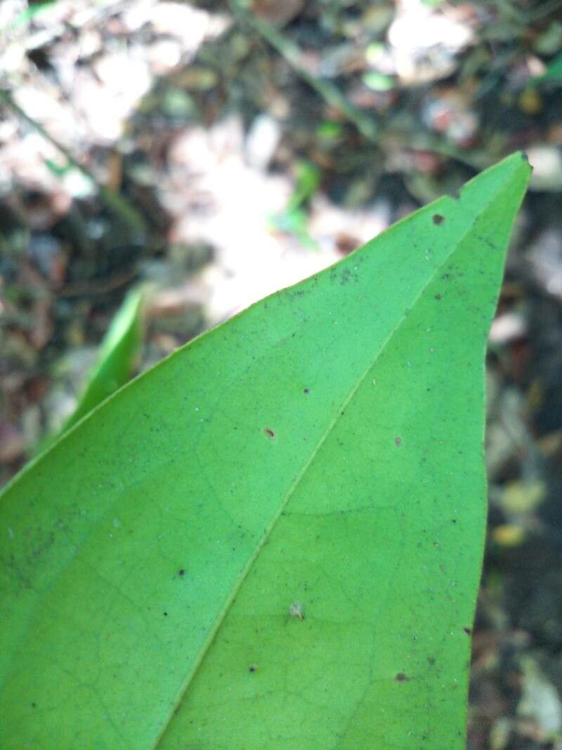 Diospyros diepenhorstii — search result for 'Ebenaceae'