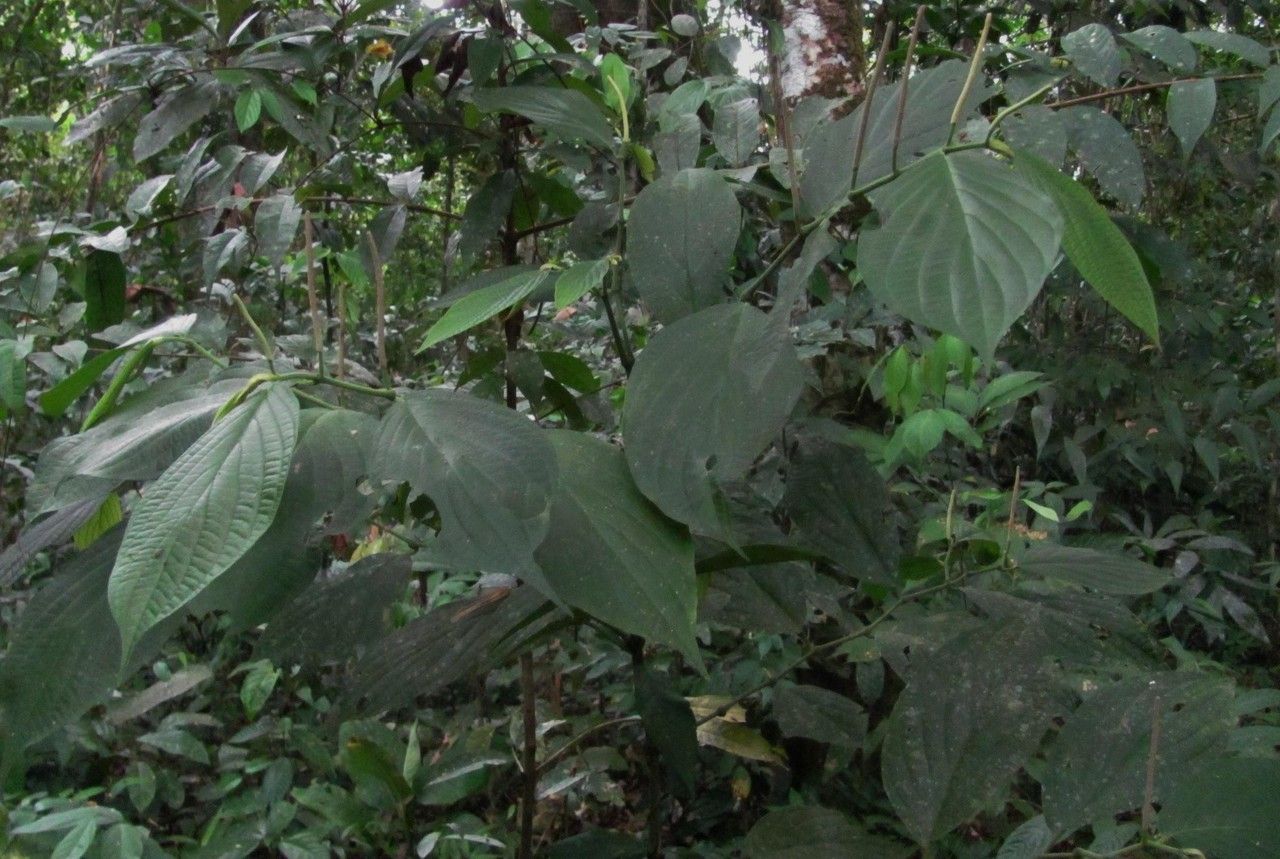 Piper pseudofuligineum habit