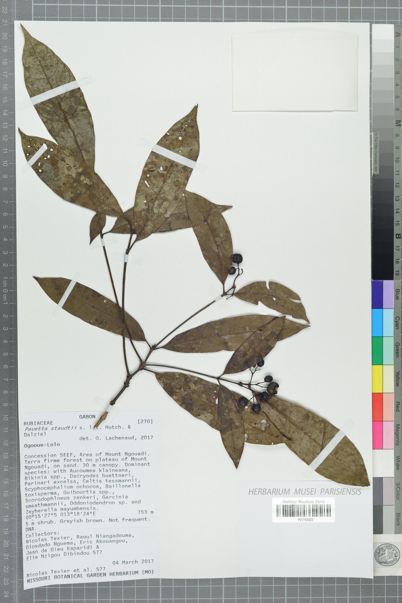 Pavetta staudtii — houseplant care guide